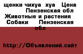 щенки чихуа- хуа › Цена ­ 6 000 - Пензенская обл. Животные и растения » Собаки   . Пензенская обл.